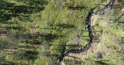 Flying over a light green forest with creeks Stockbeeldmateriaal 70154047