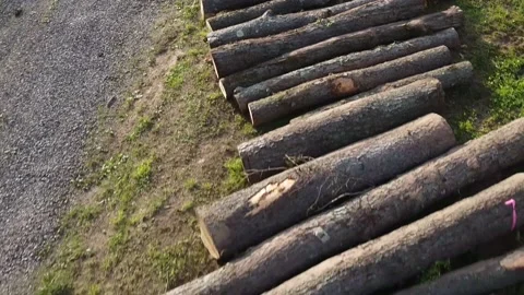 Flying Over Logs 스톡 동영상 155316047