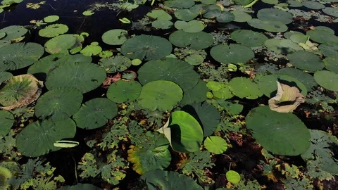 Flying over the lotuses. Flying over the lake with lotuses. Stock Footage 118163227