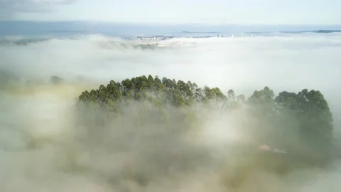 Flying over low clouds above eucalyptus forest and wheat fields. Stock Footage 234637129