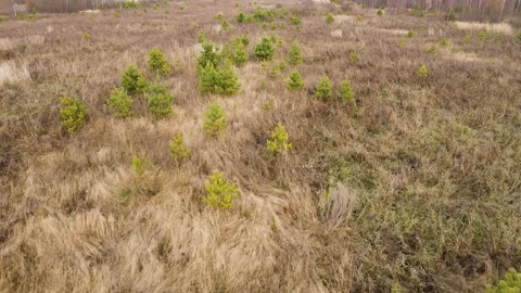 Flying over low-growing young green trees Stock Footage 145001609