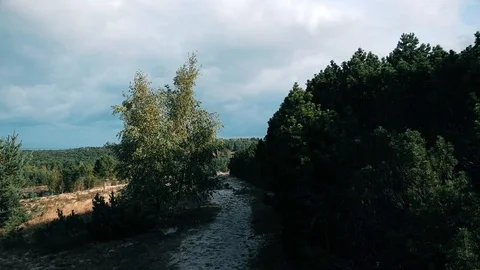 Flying over a lush forest in Nida, Lithuania 库存影片 111926202