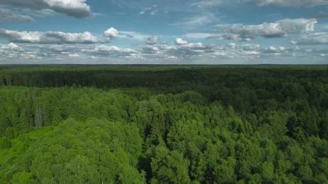 Flying over a lush green forest in the middle of summer Stock Footage 147355819