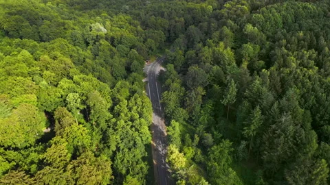 Flying over lush green forest Stock Footage 156549259