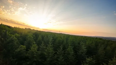 Flying over a lush green forest at sunset Stock Footage 245666777
