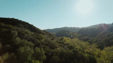 Flying over lush trees in Los Angeles mountains Stock Footage 168215279
