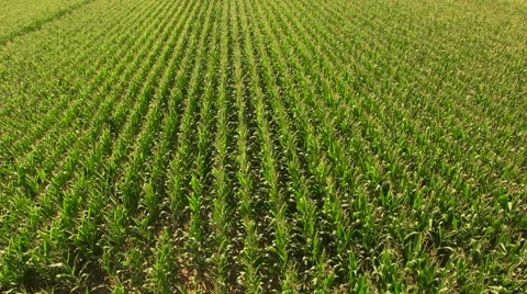 Flying Over Maize Cornfields 4K Stock Footage 66910786