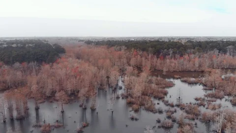 Flying over a marshy area Stock Footage 87757664
