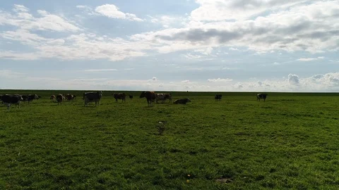 Flying over meadow and cows over sea barrier to the wetlands and wide open sea - Stock Footage 103354156