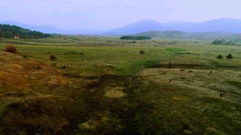 Flying over a meadow with cows on a late autumn day Stock Footage 97668671