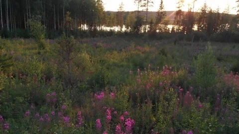Flying over meadow Stock Footage 134801087
