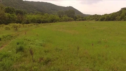 Flying over the meadow of the forest in the distance Stock Footage 112793654