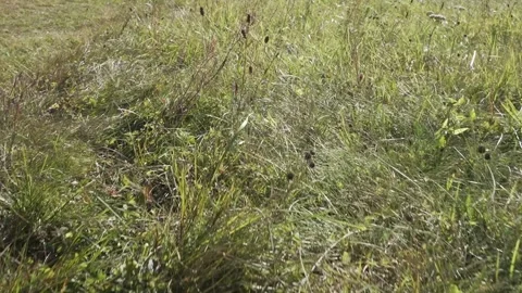 Flying over meadow grass. summer yellowed grass in the field. movement at low Stock Footage 262048305