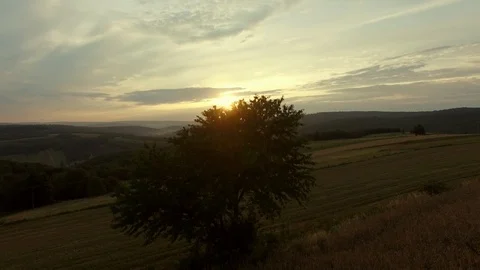 Flying over Meadow High Grass and Tree at Sunrise Video stock 86250320