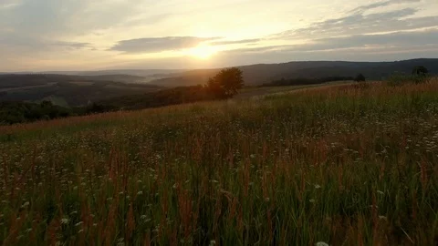 Flying over Meadow High Grass and Tree at Sunrise 動画素材 86250483