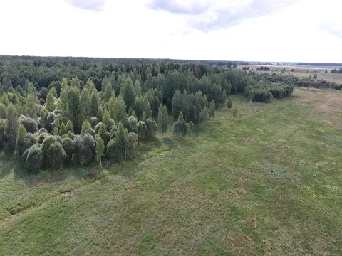 Flying over the meadows along the forest on a sunny day Stock Footage 70346475