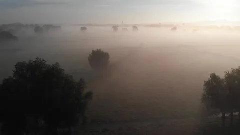 Flying over a misty field with willow trees during sunrise in summer Stock Footage 166092148