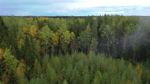 Flying Over A Misty Forest After The Rain Stock Footage 220655152