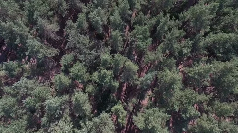 Flying Over Misty Forest Stock Footage 67441438