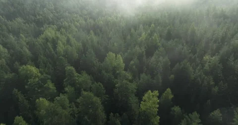 Flying over misty forest on a misty morning Stock Footage 282037683