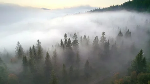 Flying over misty pine forest at sunrise, morning fog in a mountain valley with Stock Footage 162239941
