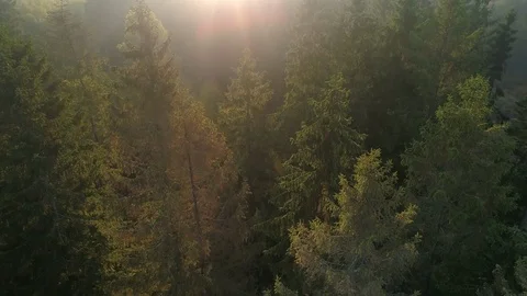 AERIAL: Flying over misty glade towards , Stock Video