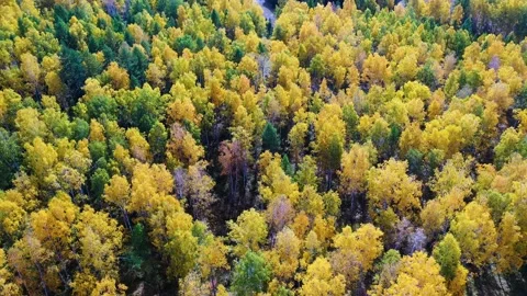 Flying over a mixed forest in early autumn, tree canopy of pine trees and Stock Footage 212126751