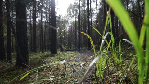 Flying over moss across the grass in the deep pine-spruce forest in sunny beams Stock Footage 95946901