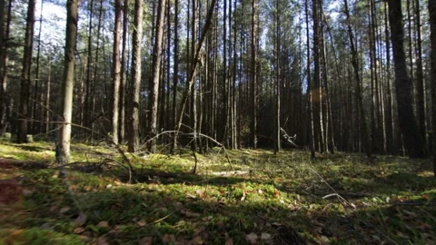 Flying over moss and grass in the deep pine-spruce forest in sunny beams 動画素材 95940301