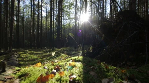 Flying over moss and grass in the deep forest in sunny beams Sunlight lens flare Stock Footage 95941223