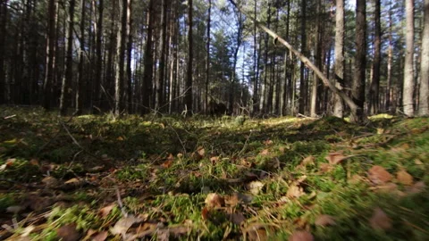 Flying over moss and grass in the deep pine-spruce forest in sunny beams Stock Footage 95942563