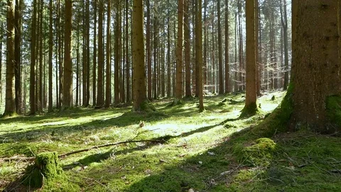 Flying over mossy forest ground Video stock 110627467