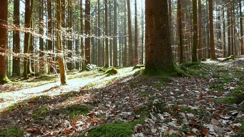 Flying over mossy forest ground Stock Footage 110628371