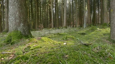 Flying over mossy forest ground 動画素材 110628697