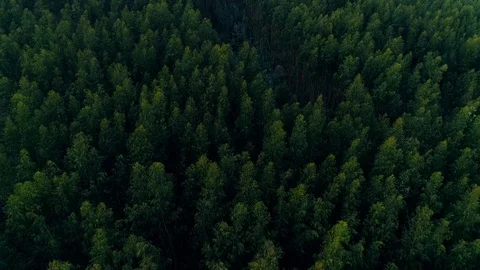 Flying Over Mountain Forest Stock Footage 99797848