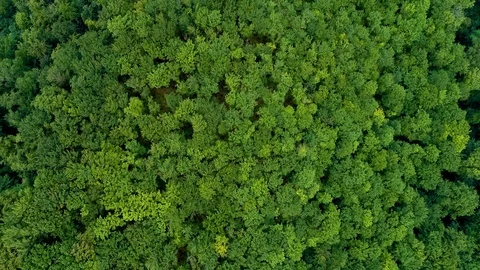 Flying over the mountain forest. Stock Footage 114183319