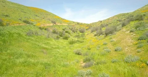 Flying over mountain side with poppies Stock Footage 77702583