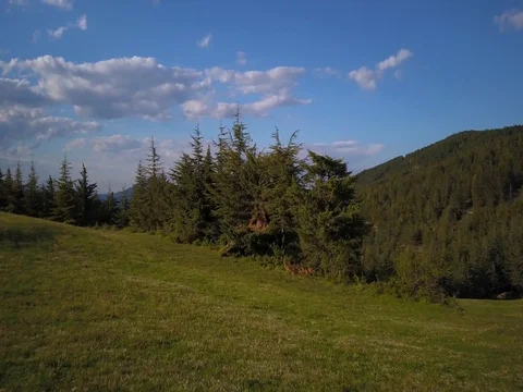 Flying over mountains and forest Stock Footage 75314693
