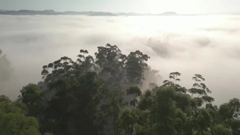 Flying over mountains and woods among dense fog at sunrise. Low clouds. Stock Footage 253363643