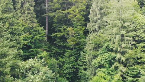 Flying over the mountains. Stock Footage 122503614