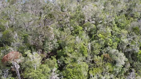 Flying Over Mountains in the Jungle Stock Footage 171732585