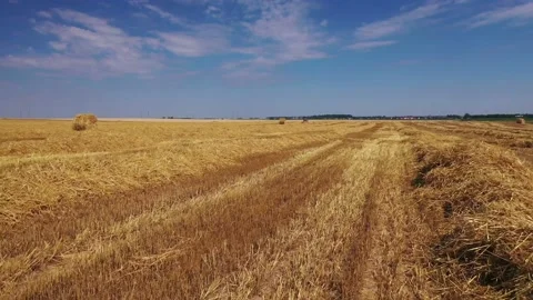 Flying over a mown wheat field Stock Footage 135797739