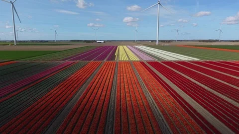 Flying over multi colored tulip fields toward wind turbines Stock Footage 333704189