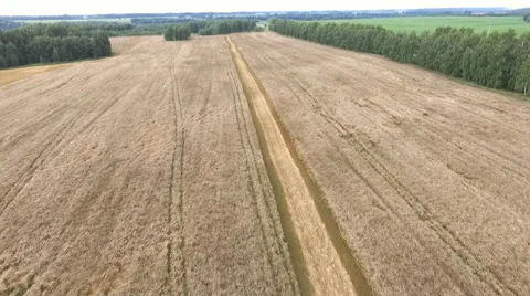 Flying over the narrow road through the field of cereals Stock-Footage 67876142