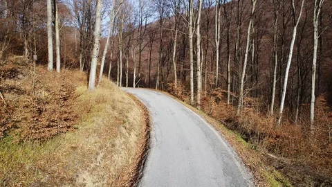 Flying over a narrow road through a forest Stock Footage 101419270