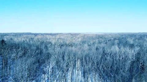 Flying over the natural forest in winter Stock Footage 169962584