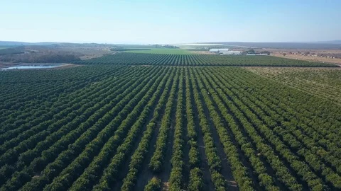 Flying over neat rows of cirtus trees in commercial plantation in South Afric Stock Footage 81202167