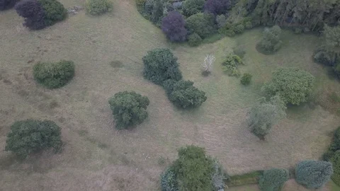 Flying over the New Forest by Drone Countryside Trees Vídeo Stock 120251105
