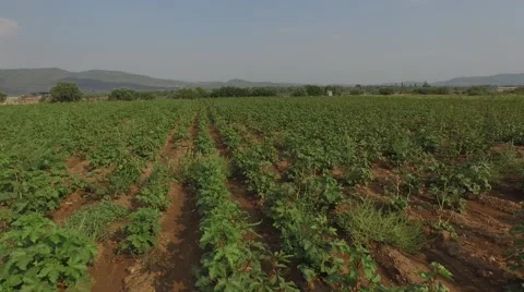 Flying Over the Okra field Stock Footage 53235586