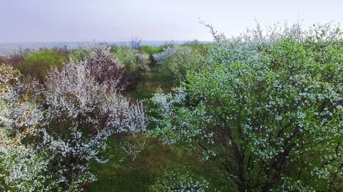 Flying over the old orchard Stock Footage 72072442